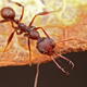 A close-up image of a Myrmoteras trap-jaw ant. Image: Steve Shattuck.
